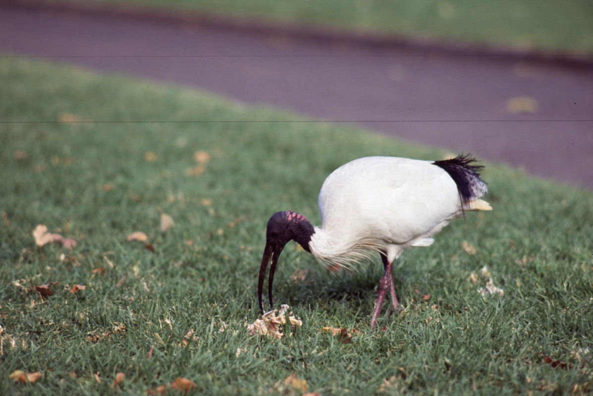 011_noch_mehr_vogel.jpg