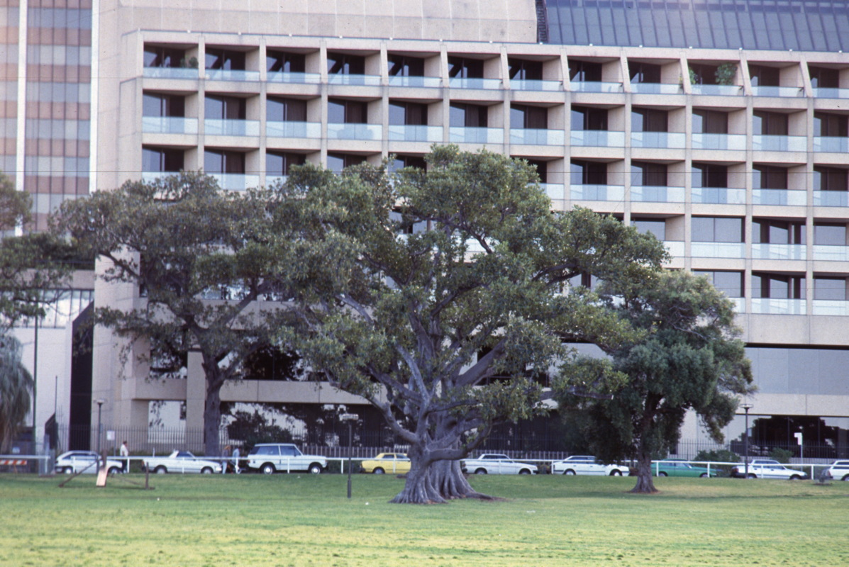 012_eukalyptus_downtown.jpg