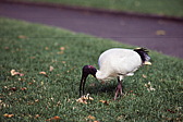 011_noch_mehr_vogel.jpg