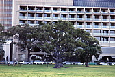 012_eukalyptus_downtown.jpg