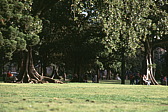 015_gewaltige_baeume.jpg