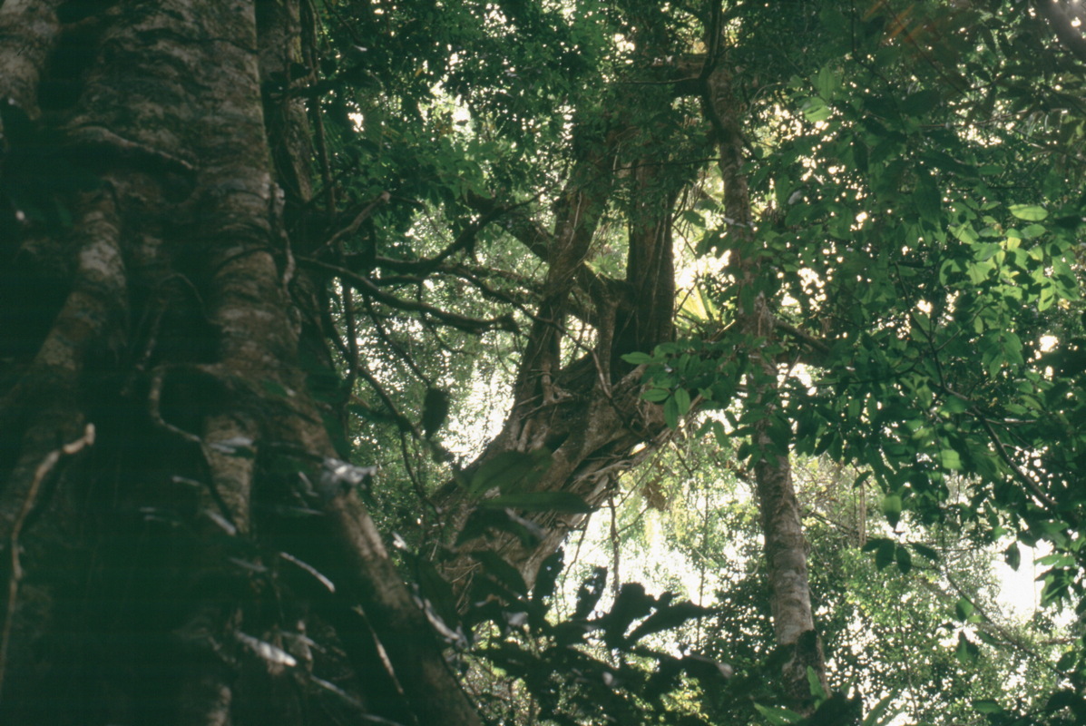 059_tief_im_wald.jpg