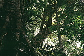 059_tief_im_wald.jpg