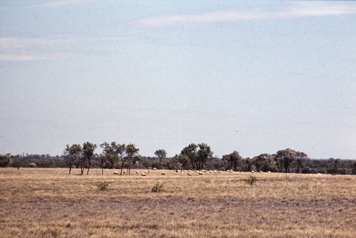 106_schafe_in_der_steppe.jpg