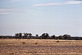 106_schafe_in_der_steppe.jpg