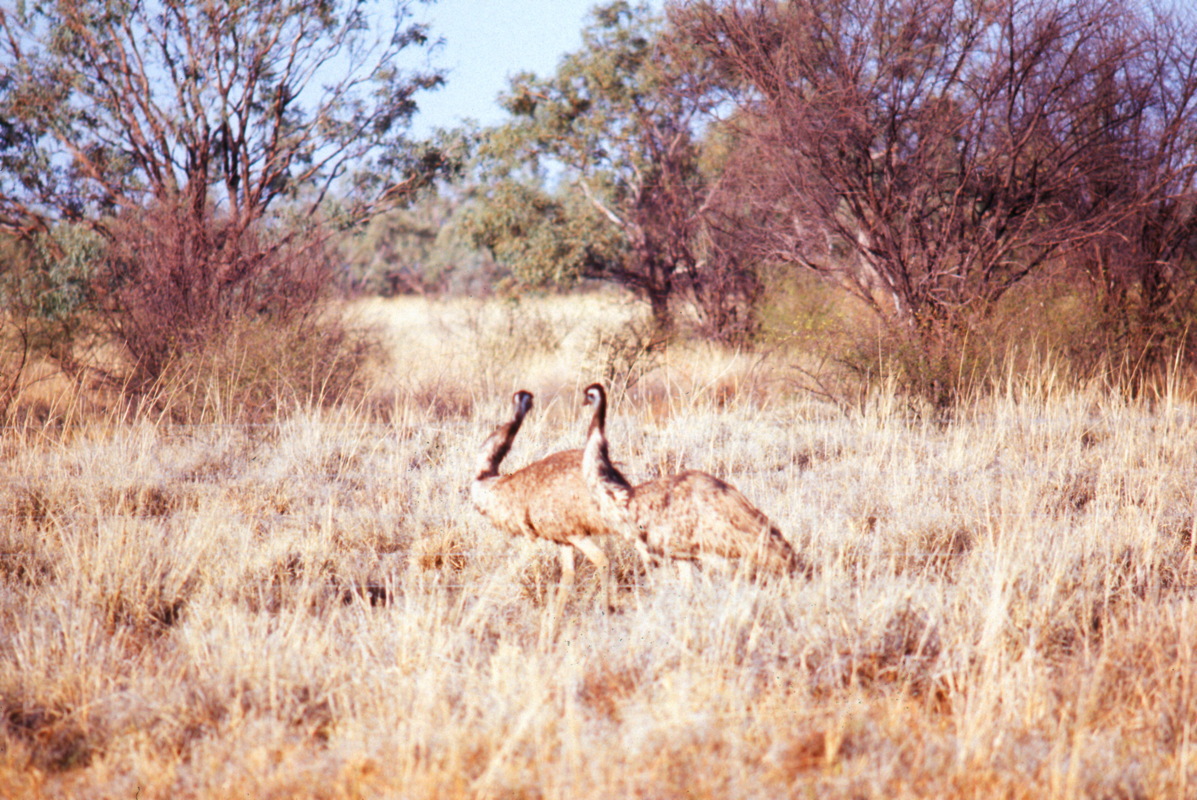 150_nochmal_emus.jpg