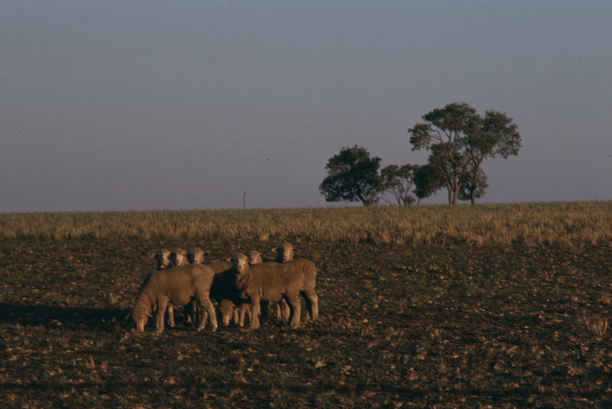 165_in_der_abendsonne.jpg