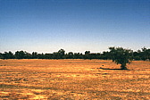 147_diesel_and_dust.jpg