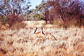 150_nochmal_emus.jpg