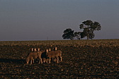 165_in_der_abendsonne.jpg