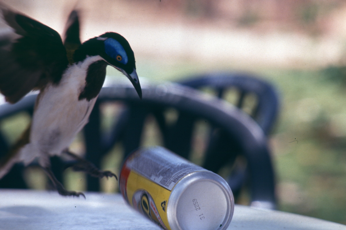 267_raubvogel.jpg