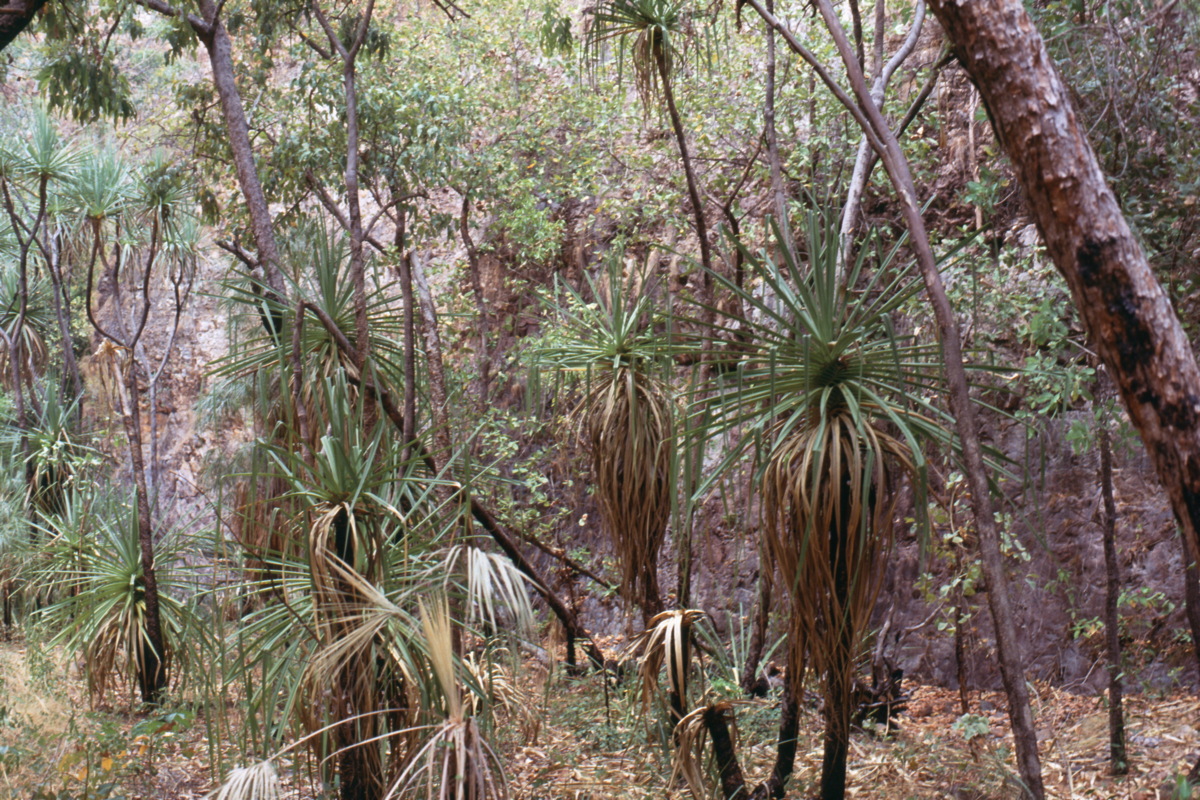 278_palmengarten.jpg