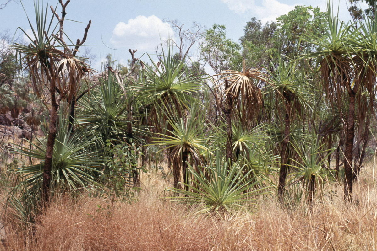 281_palmengartenii.jpg