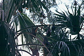 264_flughunde.jpg