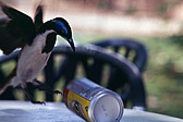 267_raubvogel.jpg