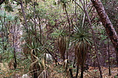278_palmengarten.jpg