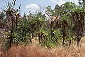 281_palmengartenii.jpg