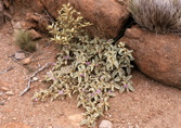 Am Ayers Rock