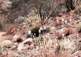Die Olgas