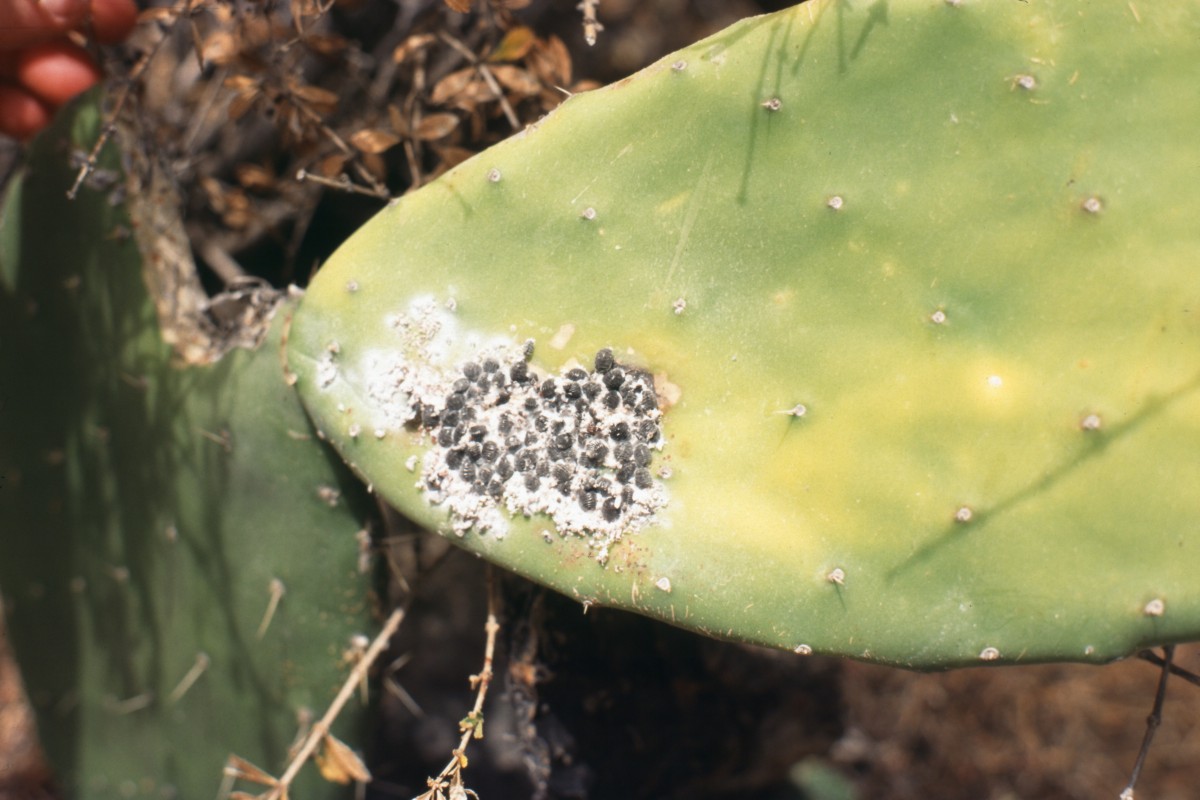 024_coccinellen.jpg