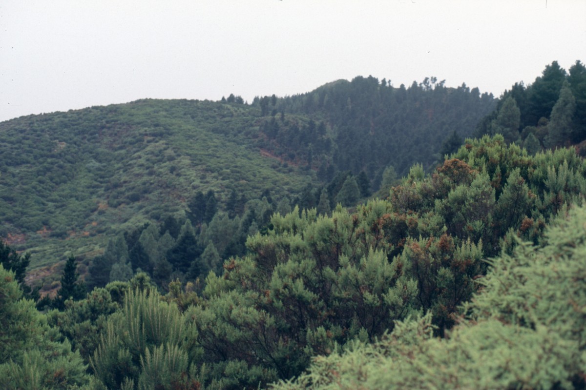 028_im_lorbeerwald.jpg