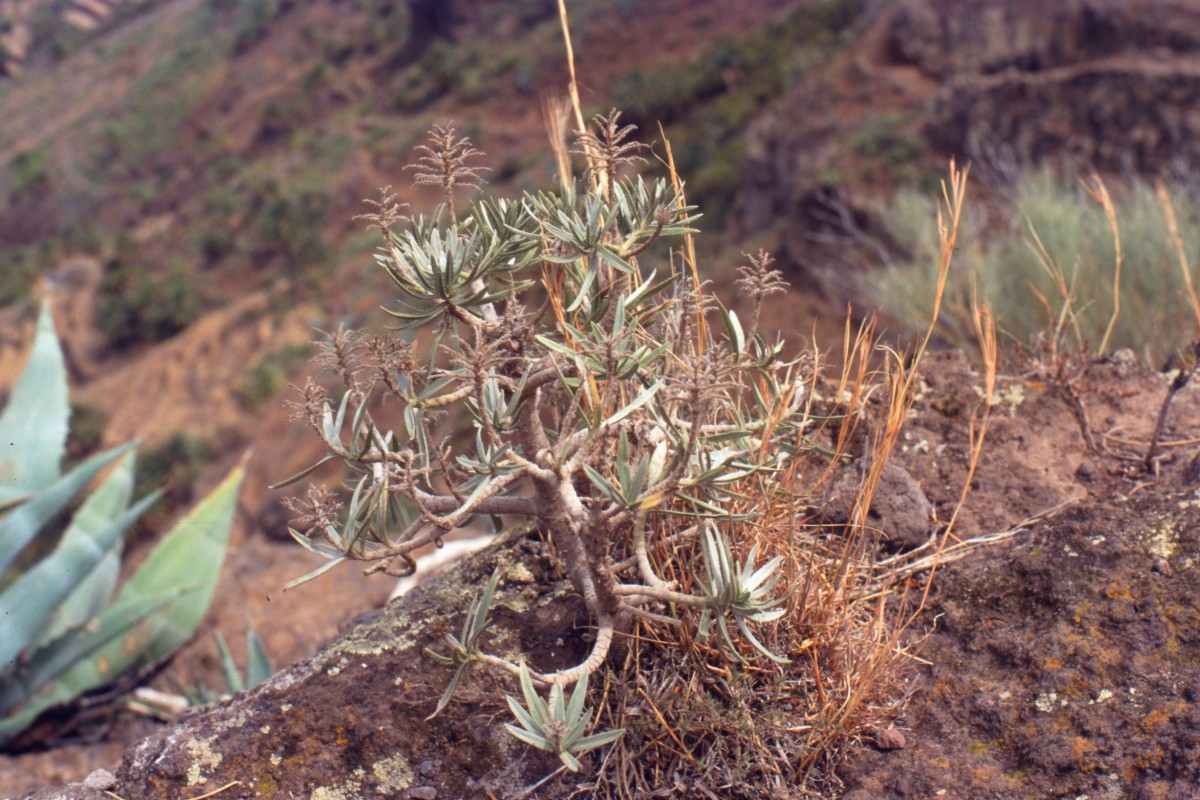 038_mehr_drachenbaeumchen.jpg