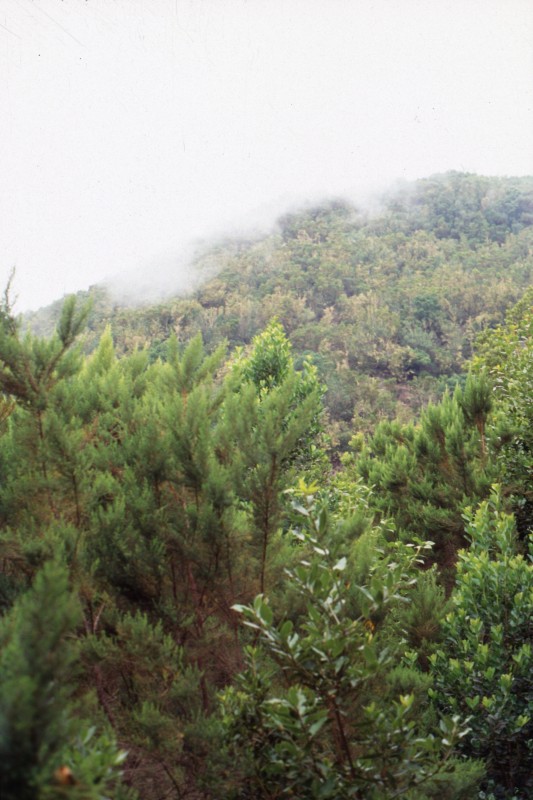 063_nebel_ueberm_wald.jpg