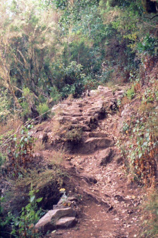 065_waldweg.jpg