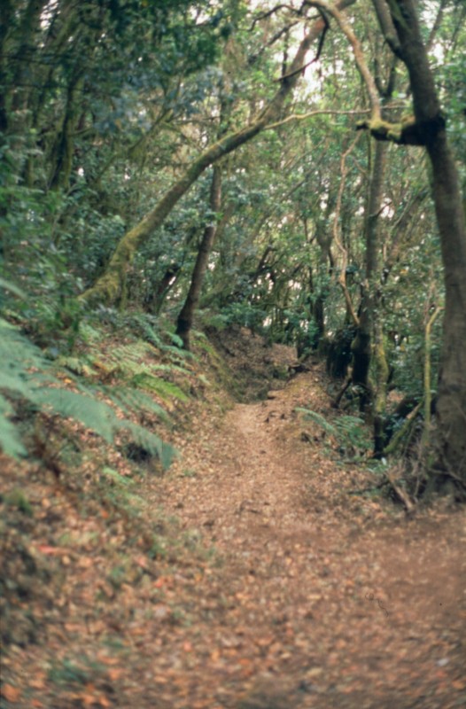 067_hohlweg_mit_heide.jpg