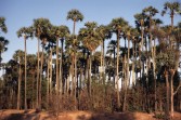 044_palmen_in_abendsonne.jpg