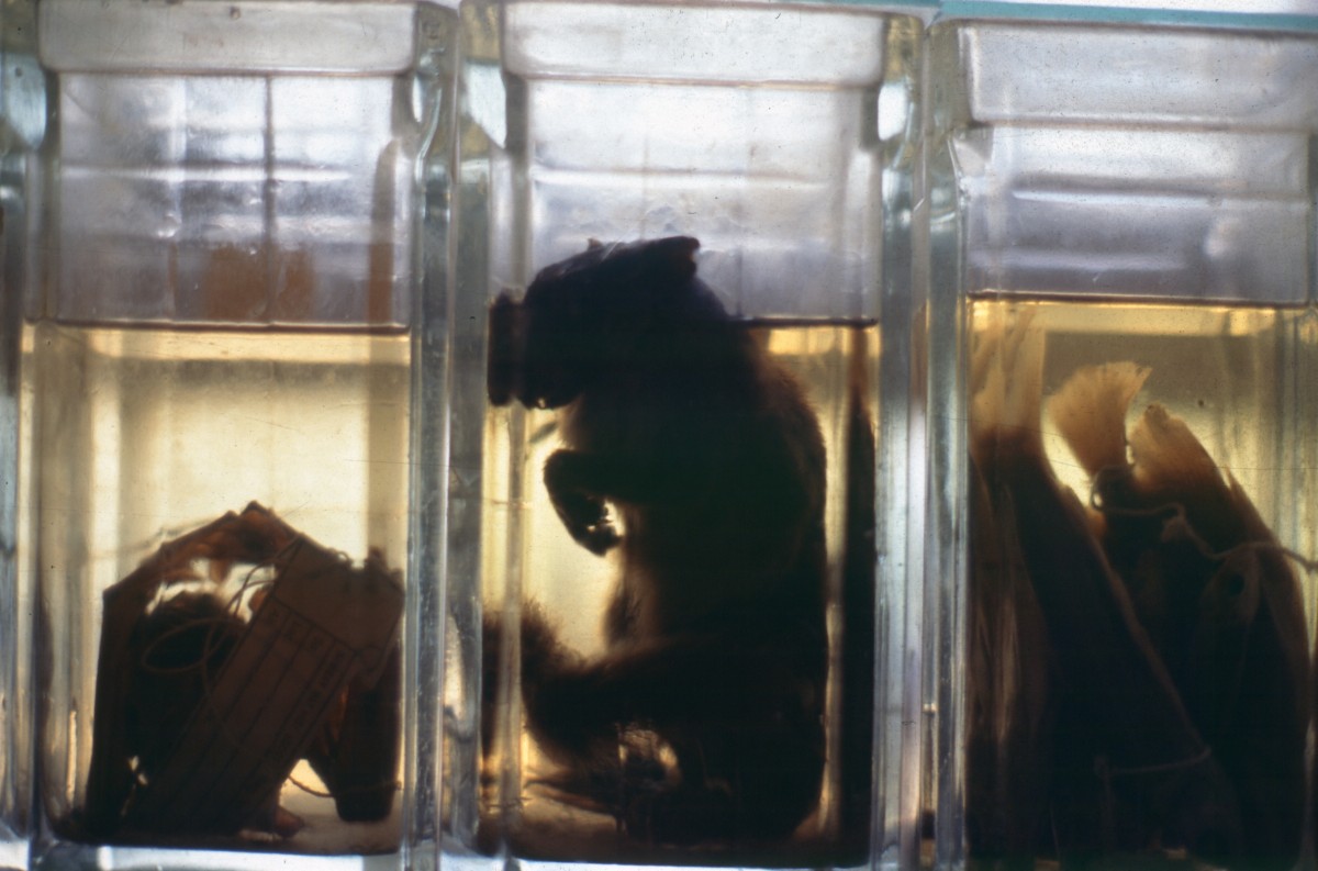 125_grusiges_getier.jpg