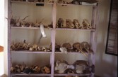124_skurrile_sammlung.jpg