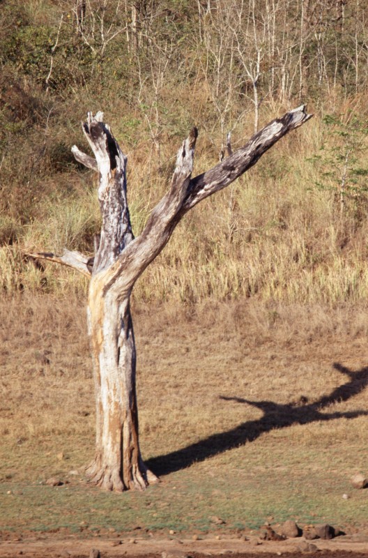 204_ein_baum_allein.jpg