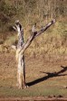 204_ein_baum_allein.jpg