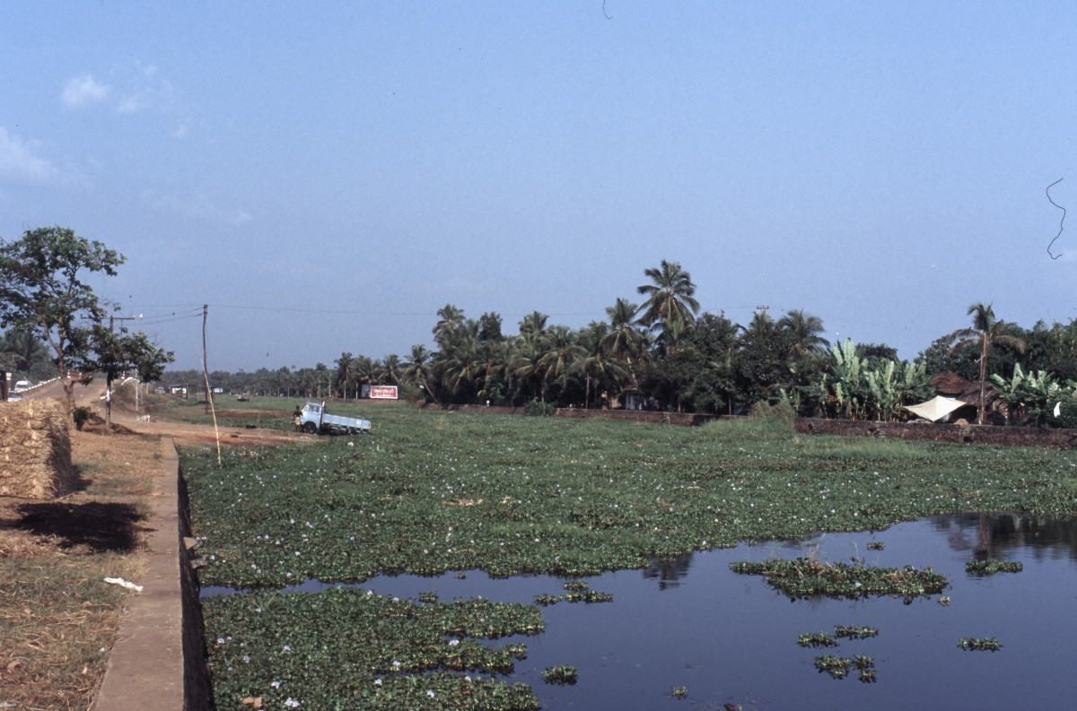 224_backwaters_bei_kottayam.jpg