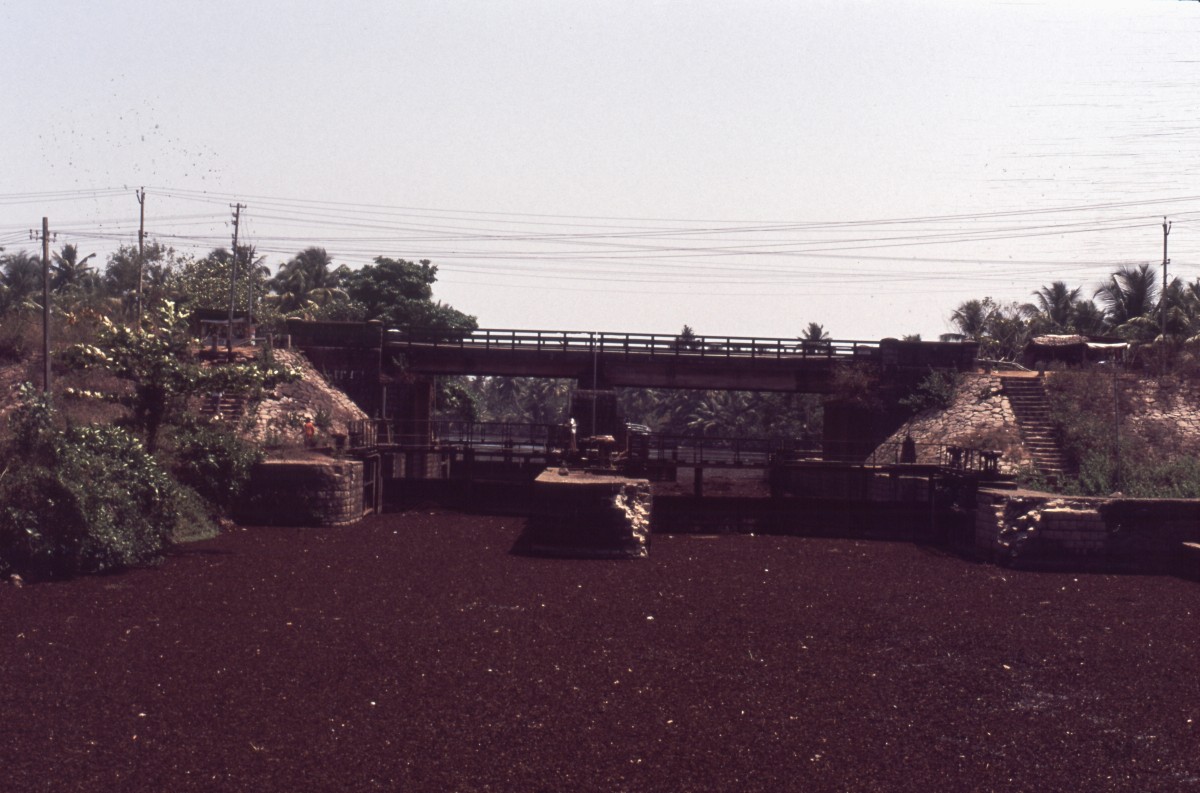 229_seich_vor_der_schleuse.jpg