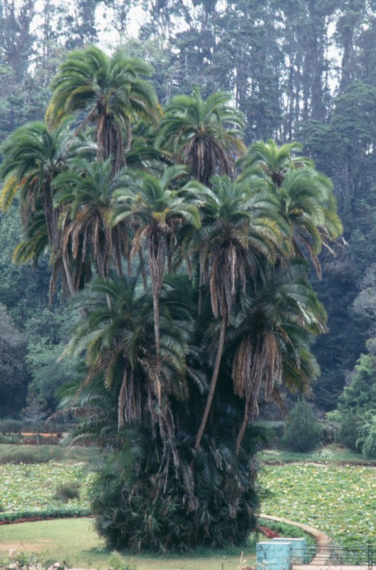 323_dolle_palme.jpg
