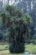 323_dolle_palme.jpg