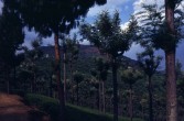 330_tee_und_arecanuts.jpg