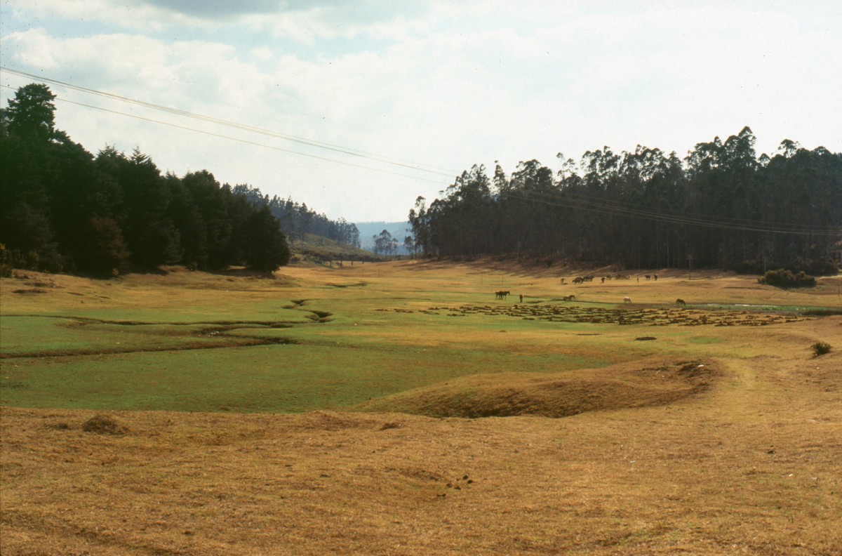 345_bergwiese.jpg