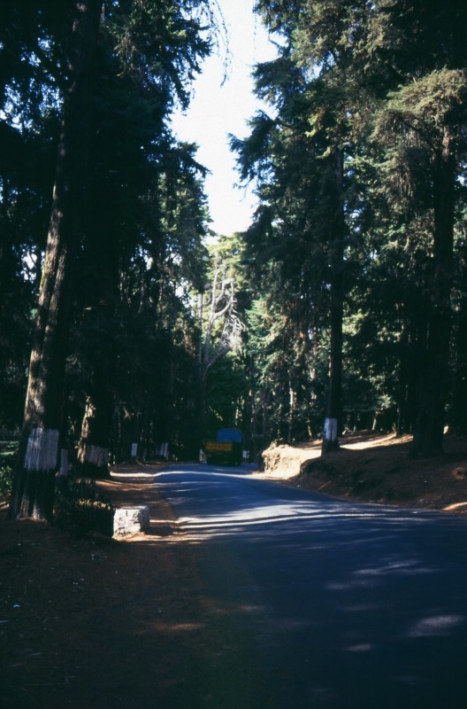 346_im_bergwald.jpg