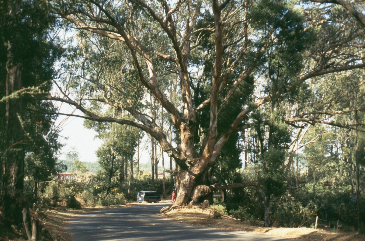 347_klasse_baum.jpg