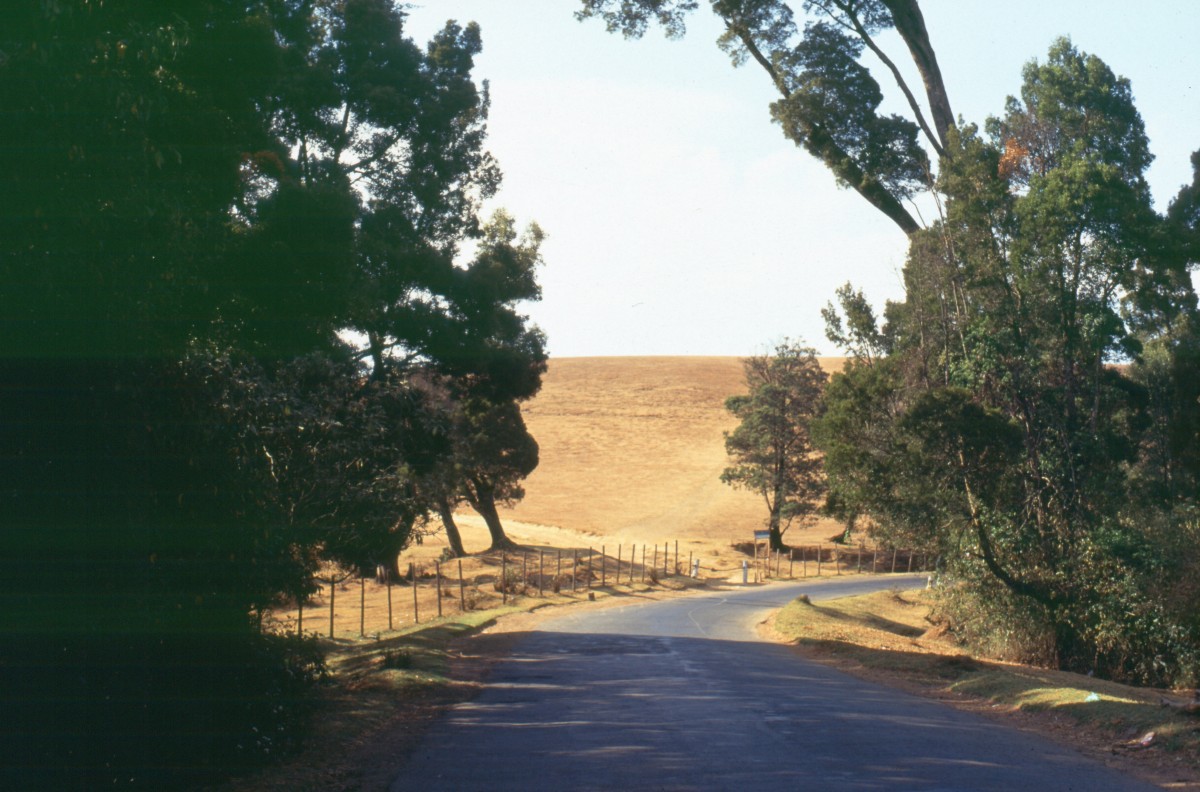 349_noch_mehr_bergwiese.jpg