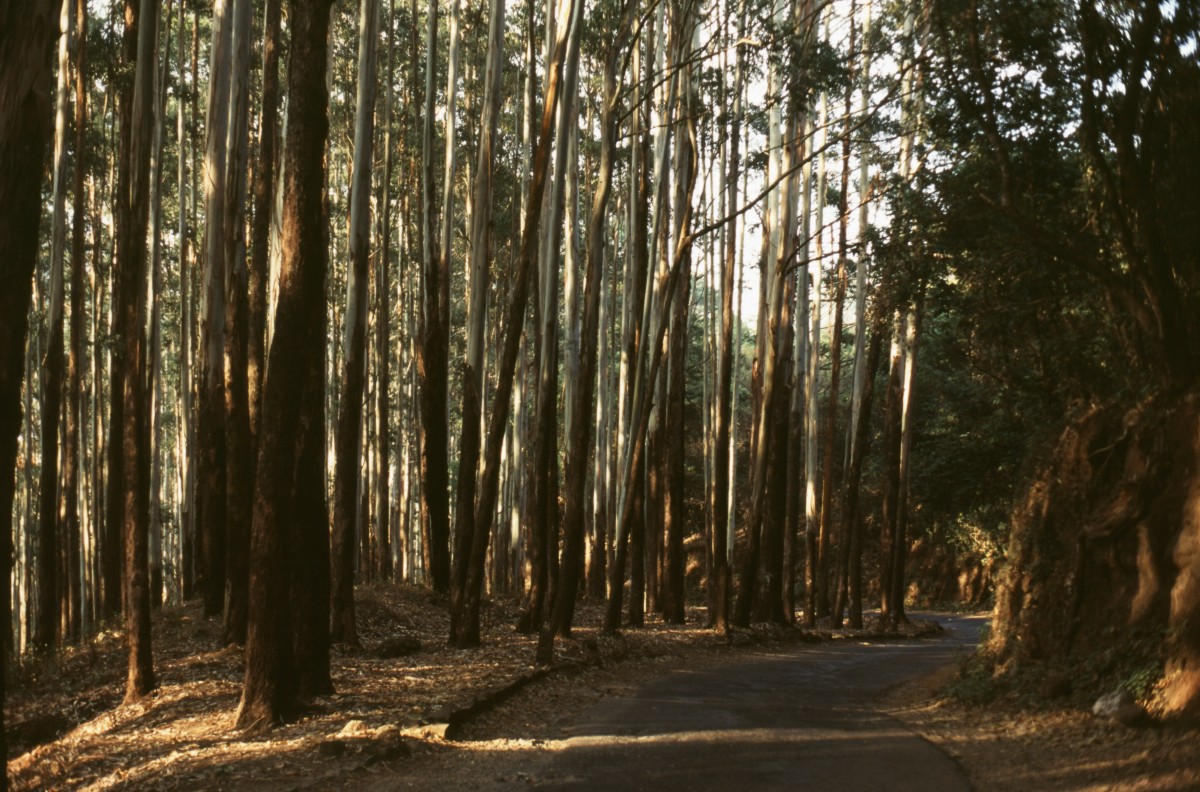 353_nochmal_tiefer_wald.jpg