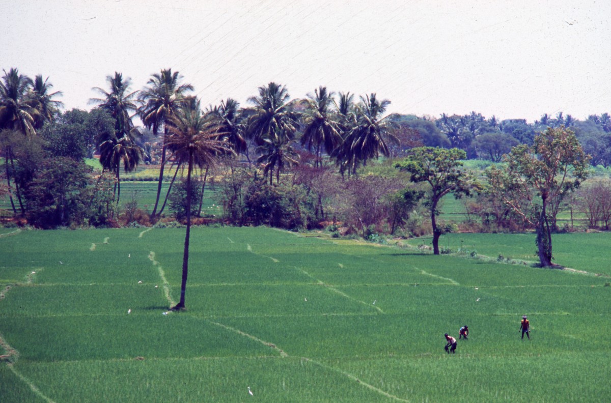 358_auf_dem_feld.jpg