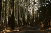 353_nochmal_tiefer_wald.jpg