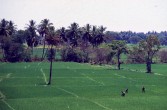 358_auf_dem_feld.jpg