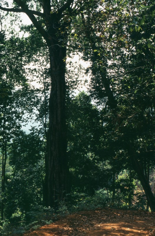 384_tief_im_wald.jpg