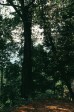 384_tief_im_wald.jpg