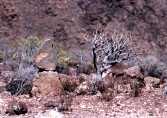 Gomera 2000